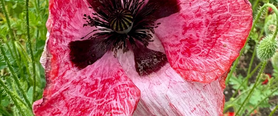 Terugkijkend op juni en verlangend naar de zomervakantie in juli