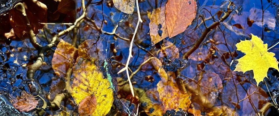 Terugkijkend op november met een BoschCast to remember