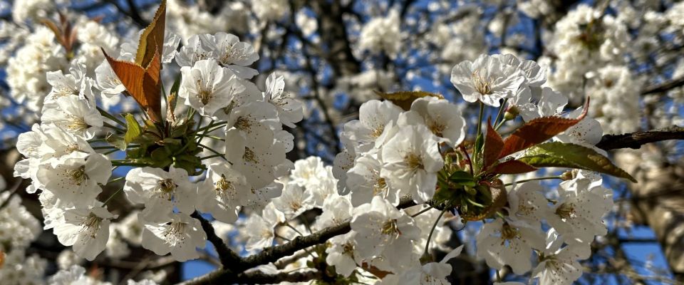 Terugkijkend op mei nostalgisch en blij.