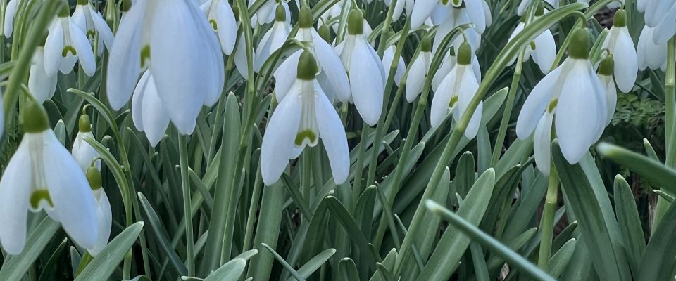Terugkijkend op februari, sneeuwklokjes laten zich zien het voorjaar lonkt