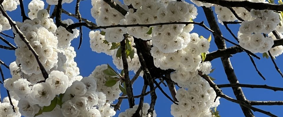 Terugkijkend op april één met de wil