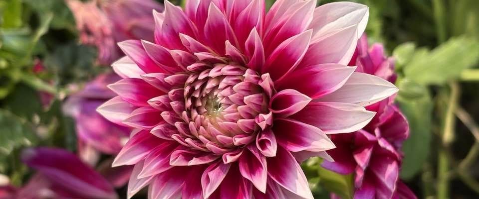 Terugkijkend op juni en vooruit naar de zomervakantie.