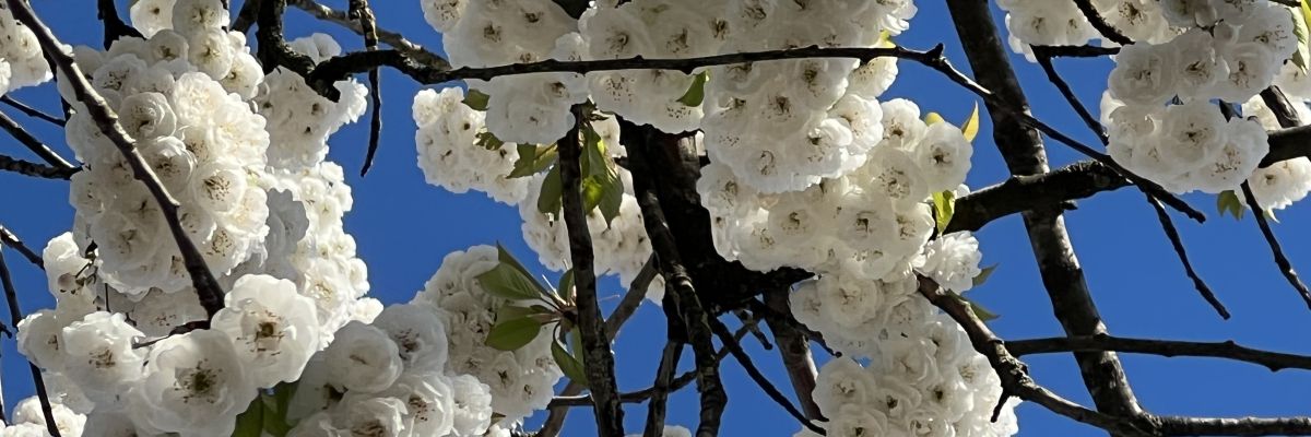 Terugkijkend op april één met de wil
